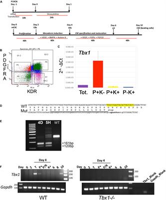 Chromatin and Transcriptional Response to Loss of TBX1 in Early Differentiation of Mouse Cells